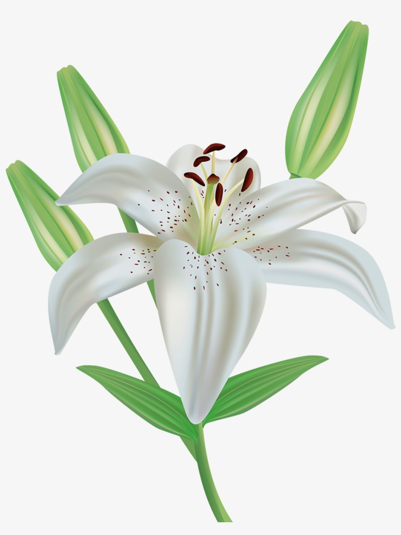 Lily Clipart Transparent Easter Lily Png Free Transparent Png