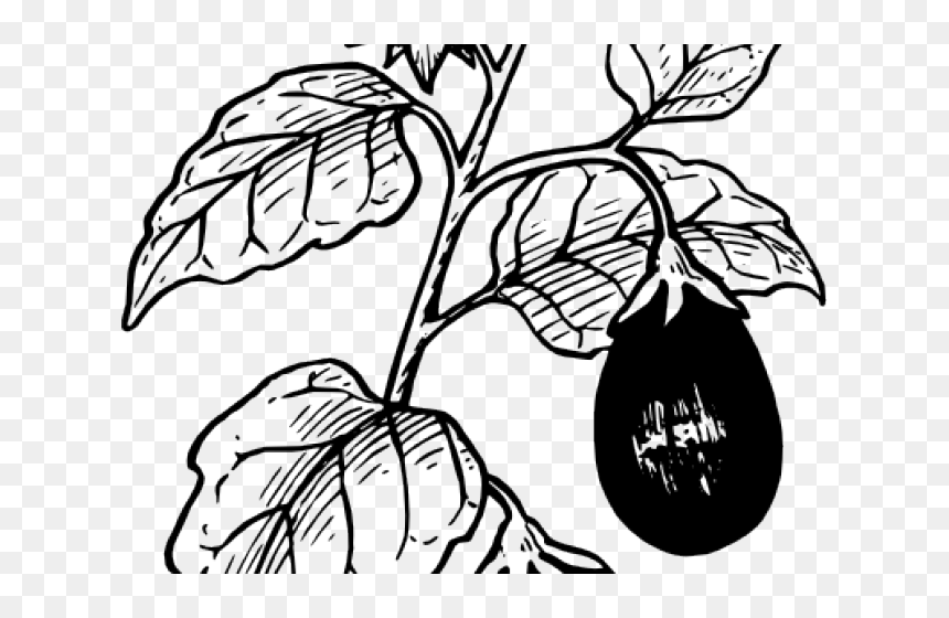 Black-and-white line drawing of an eggplant hanging from its plant with detailed leaves and stem.