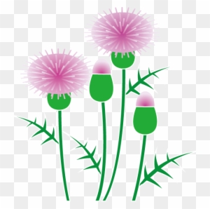 Pink thistle flowers with green stems and spiky leaves on transparent background
