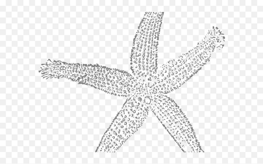 Detailed grayscale sketch of a five-armed starfish with textured surface and fringed edges on transparent background.