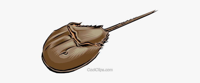 Illustration of a horseshoe crab with a brown armored shell and long tail spine.