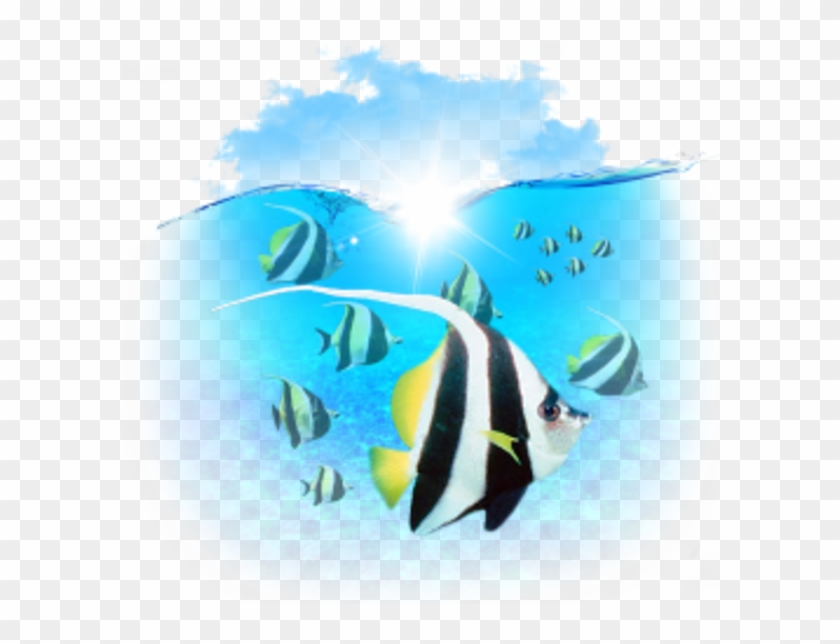 Vibrant black-and-white striped angelfish swim beneath sunlit ocean surface with blue sky above.