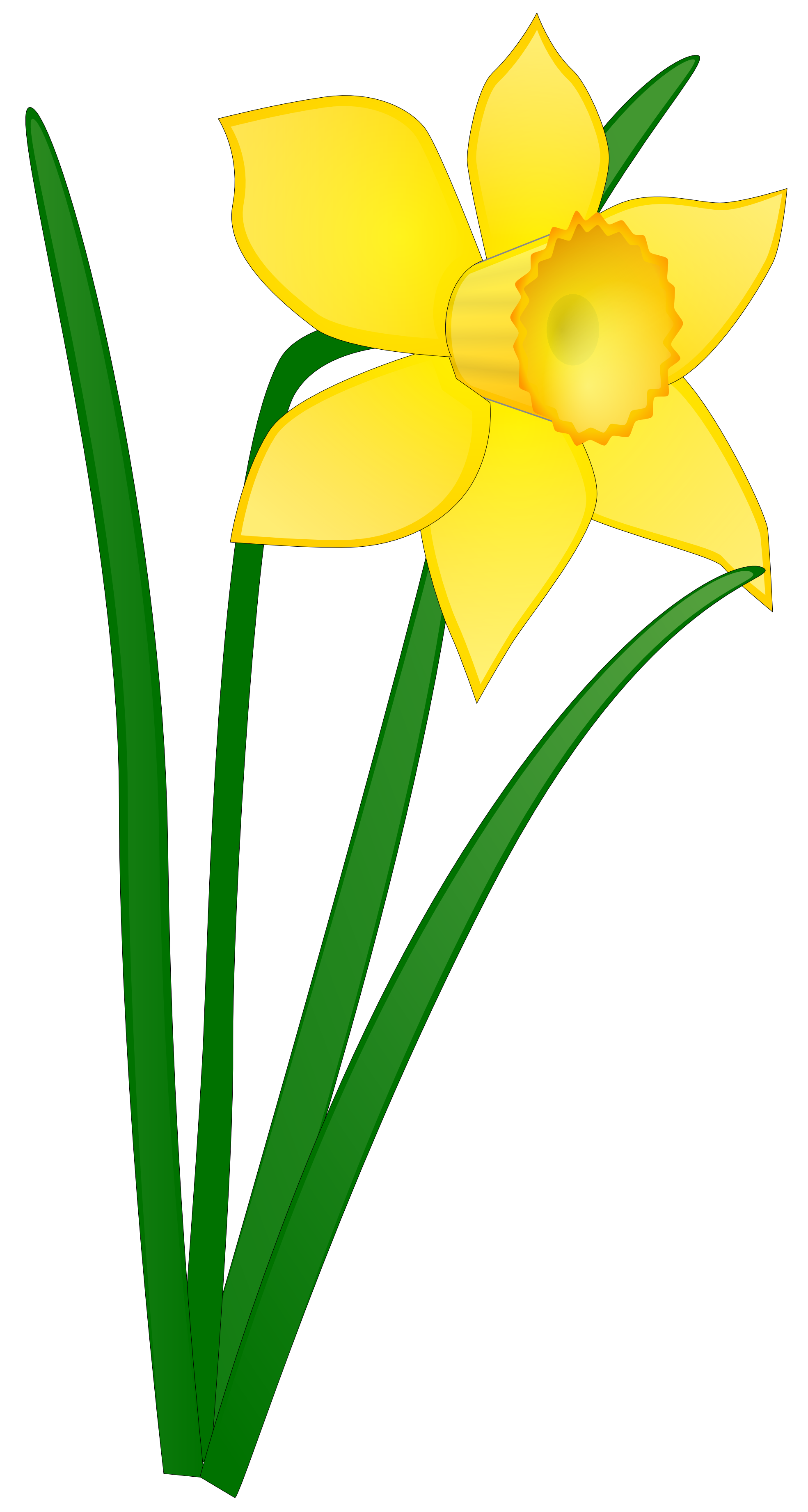 Bright yellow daffodil with six petals and a ruffled trumpet center, green stems and leaves on white background.