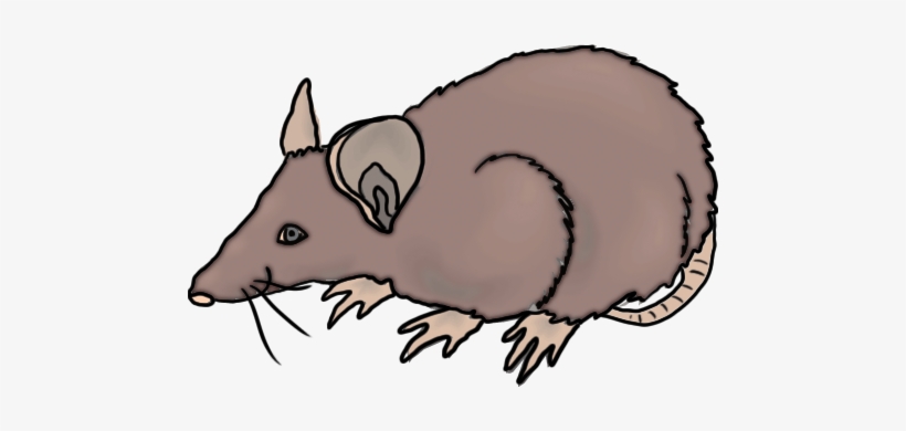 Illustration of a brown shrew with pointed snout, large ears, and striped tail in side profile.