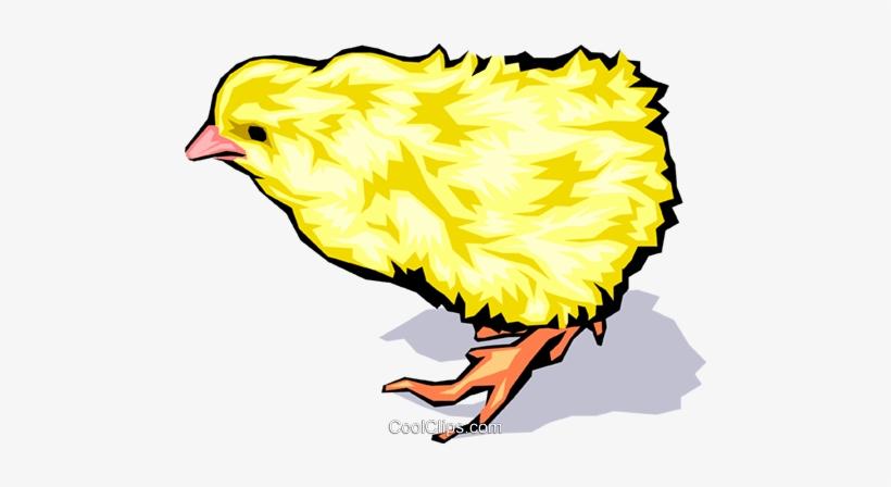 baby chickens - Clip Art Library