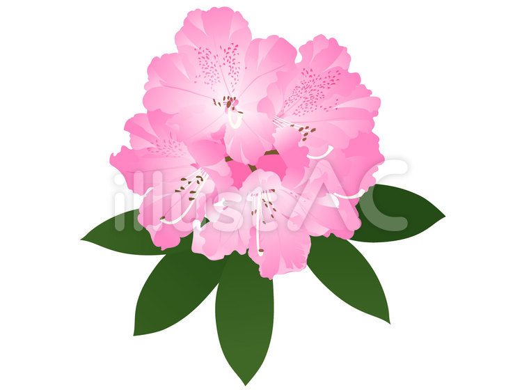 Pink rhododendron flowers with green leaves, illustrated in soft pastel tones.