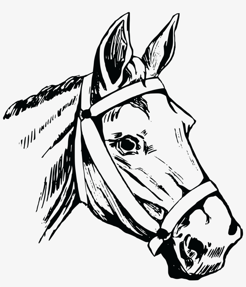 Black-and-white line drawing of a horse’s head wearing a bridle, detailed with expressive eyes and textured mane.