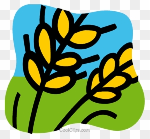 Stylized yellow wheat stalks on green field and blue sky background, cartoon illustration.