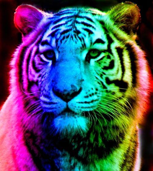 Vibrant rainbow-colored tiger portrait with psychedelic lighting and sharp detail.