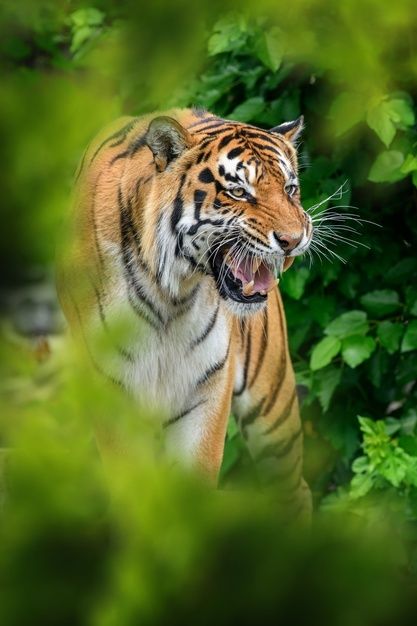 A majestic tiger snarls with bared teeth amidst lush green foliage, showcasing its striking orange fur and black stripes.