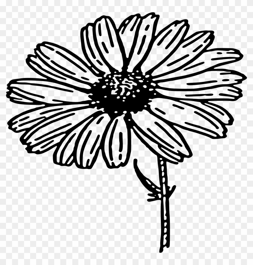 black daisys