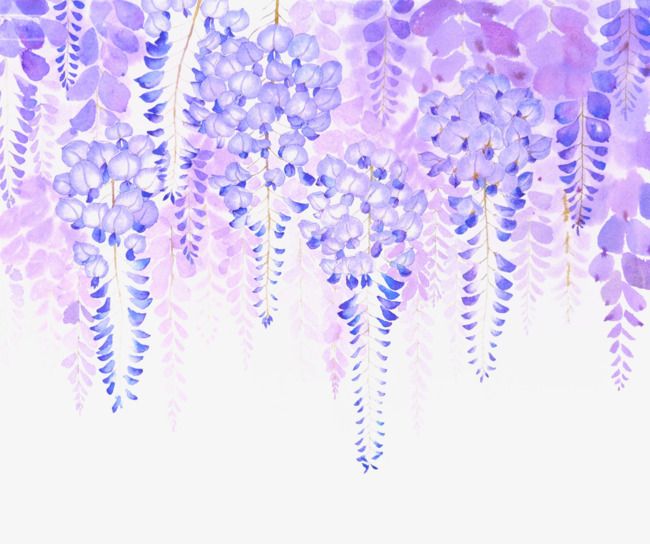 purple wisterias
