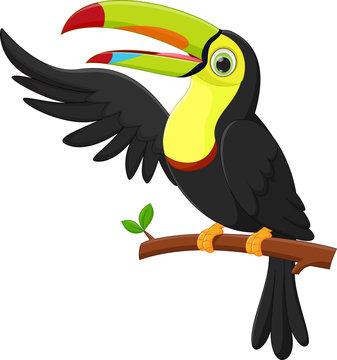 Toucan Cartoon PNG Clip Art Image | Toucan images, Cartoon clip - Clip ...