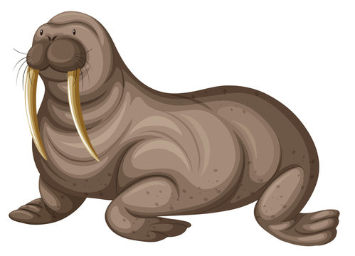 Walrus Cartoon Stock Illustrations – 3,270 Walrus Cartoon Stock - Clip 