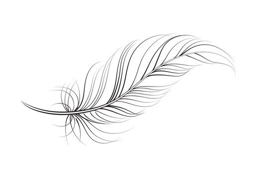 Elegant black-and-white line drawing of a delicate feather with fine barbs and rachis, floating diagonally across white background.