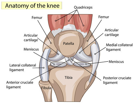 Labeled anatomical diagram of the human knee joint showing bones, ligaments, cartilage, and muscles.