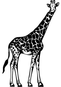 Giraffe Illustration - Free Vector Clipart for Educational and Design Use