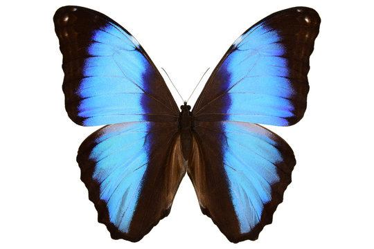 Blue Morpho Butterfly - Stunning Iridescent Wings and Natural Beauty
