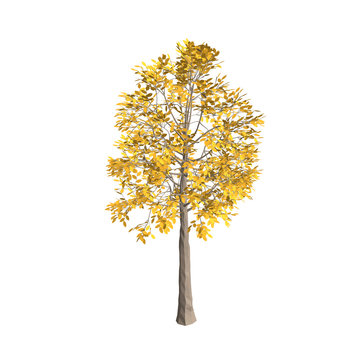 Autumn Tree Illustration - Golden Foliage & Realistic Design