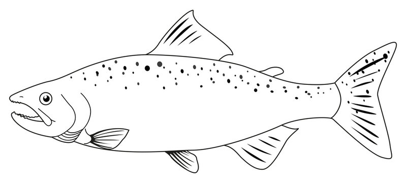 Black-and-white line drawing of a salmon with spotted body, open mouth, and detailed fins.