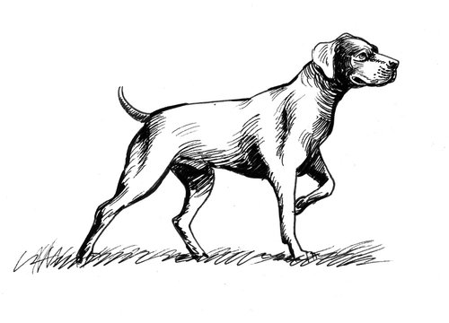Black-and-white ink sketch of a pointer dog in alert stance, tail raised, mid-stride on grassy ground.
