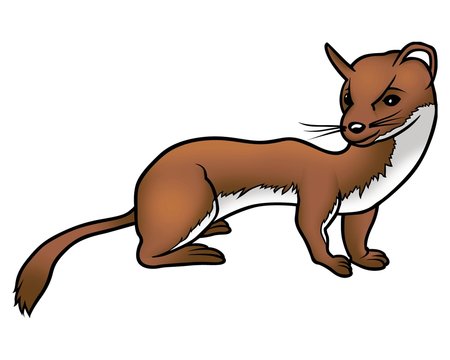 Cartoon illustration of a brown weasel with white underbelly, standing alert on all fours.