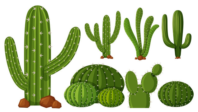 Cactus Plant Illustrations - Free Vector Graphics for Design & Education