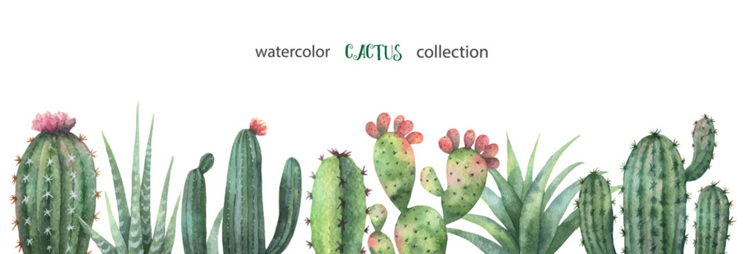 hd cactuss