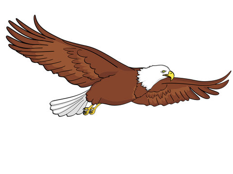 Bald Eagle Illustration - Free Vector Clipart for Educational & Design Use