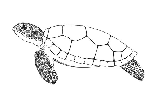 Sea Turtle Illustration - Detailed Line Art for Conservation & Education