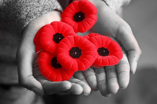 Hands holding red poppy pins against a grayscale background, symbolizing remembrance and honor.