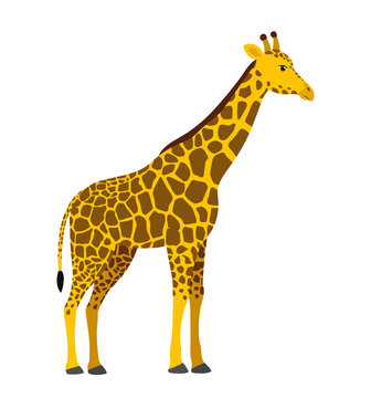 Giraffe Illustration - Free Vector Clipart for Education and Design