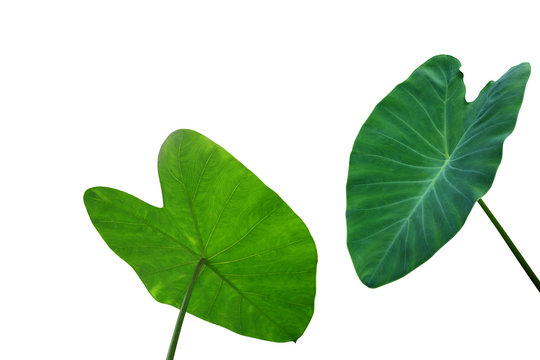 Two vibrant green taro leaves with prominent veins, isolated on white background.