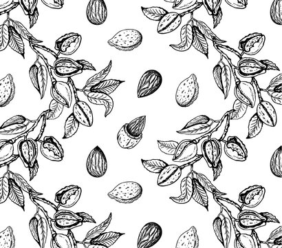 Almond Nut Clip Art, PNG, 6132x3118px, Almond, Drawing, Food - Clip Art ...