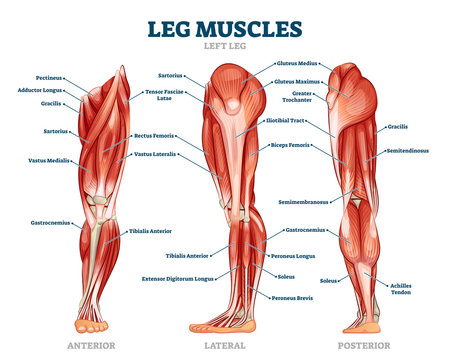 Anatomical illustration of human left leg muscles showing anterior, lateral, and posterior views with labeled muscle groups.