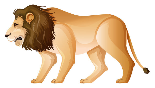 Majestic Male Lion Illustration - Free Vector Image for Wildlife Content