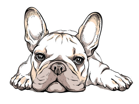 A hand-drawn illustration of a French Bulldog lying down with large ears and expressive eyes.