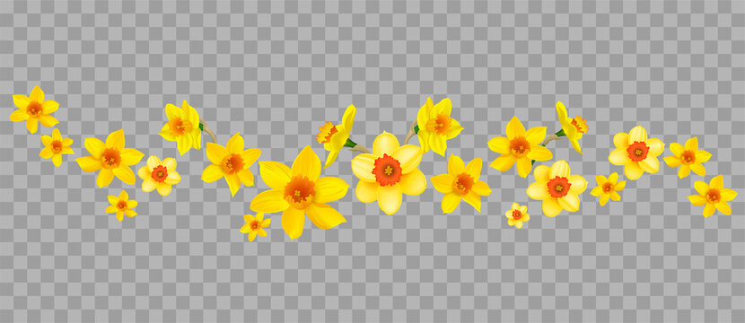 Vibrant yellow daffodils with orange centers arranged in a decorative horizontal border on transparent background.
