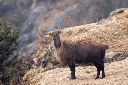 A Himalayan tahr stands alert on a rocky, dry hillside with sparse vegetation and mountainous terrain in the background.