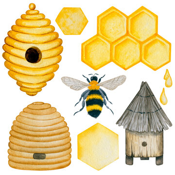 Beekeeping Essentials: Hives, Honeycomb, and Bees - Illustrated Guide