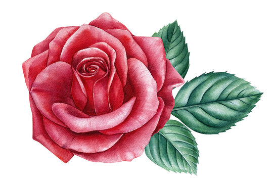 Red Rose Watercolor Illustration - Botanical Art Print & Digital Download