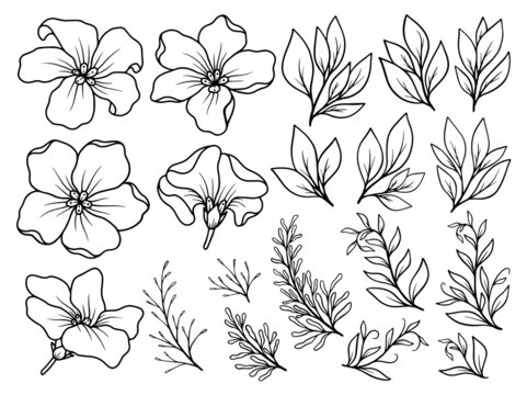 Botanical Line Art Illustrations - Free Floral & Leaf Sketches for Design