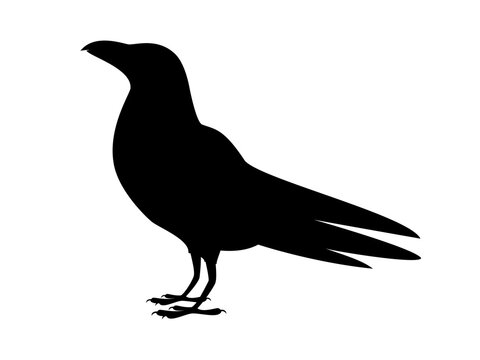 Crow Silhouette Image - Free Download & SEO-Optimized Asset