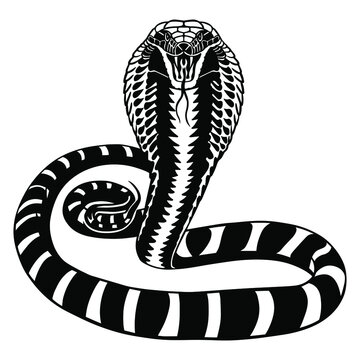 King Cobra Snake Stock Illustration - Download Image Now - Cobra - Clip ...