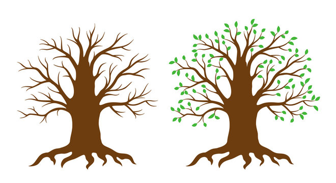 Tree Life Cycle Illustration - Bare vs. Leafy Seasonal Comparison