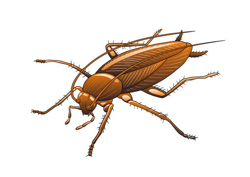 Insect 25 Free Vector - Cartoon Pictures Of Cockroaches - Free - Clip ...