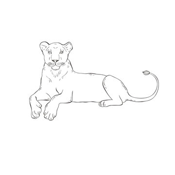 Line drawing of a relaxed lioness lying down, facing forward with alert expression and curled tail.