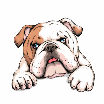 English Bulldog Clipart Cliparts And Others Art Inspiration 3 - Clip 