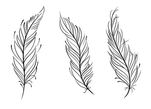 Three elegant black-and-white line-drawn feathers in varying orientations and styles.