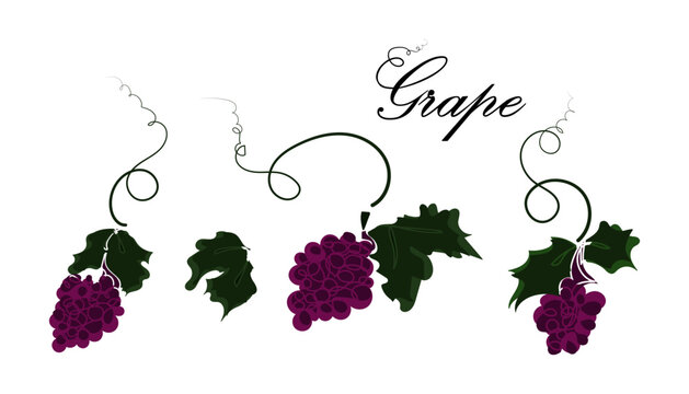 Stylized illustration of purple grape clusters with green leaves and vines, labeled "Grape" in elegant script.